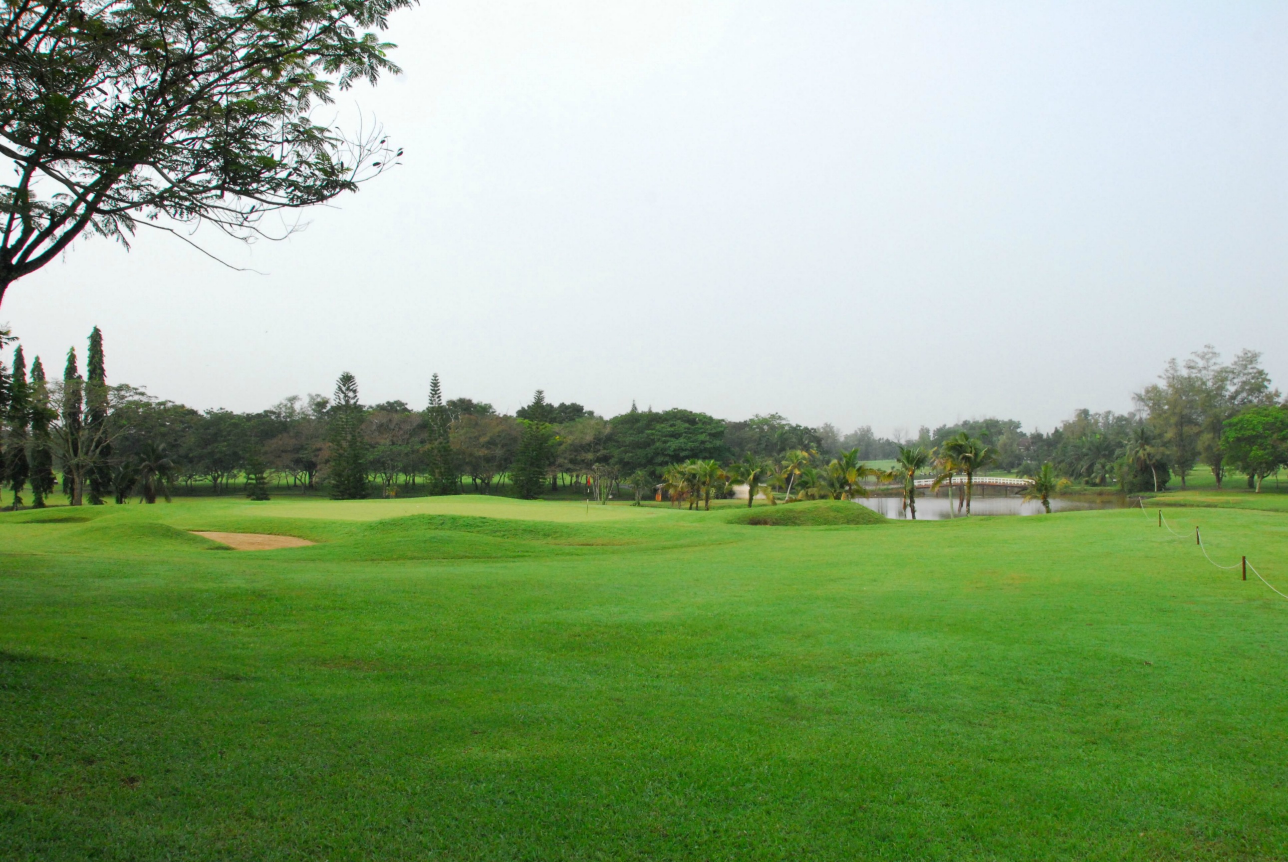 PRO15 157 GOLF DSC 0237.JPG